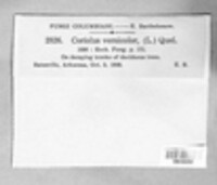 Coriolus versicolor image